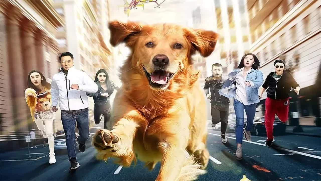 【一米电影】人狗一家亲温情又催泪！