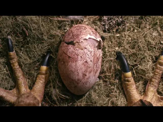 动物界的谋杀案，男孩捡到残废小鹰，训练成鹰王成功复仇